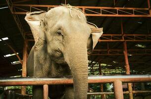thailändisch Elefant im Gefangenschaft foto