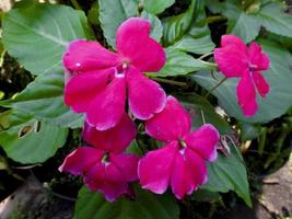 impatiens walleriana blumen, auch bekannt als lizzie, die beschäftigt ist foto