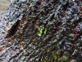 Textur der Baumrinde, die Regenwasser ausgesetzt ist foto