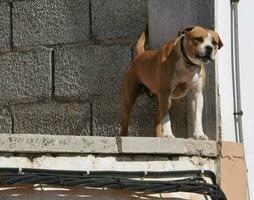ein Hund Stehen auf das Kante von ein Gebäude foto
