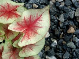 Bueatyful Caladium zweifarbig Haus Topf Süss und bunt Pflanzen foto