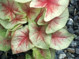 Bueatyful Caladium zweifarbig Haus Topf Süss und bunt Pflanzen foto