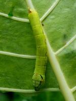 Wurm Grün auf Grün Leafe Hintergrund essen Kolokasie Leafe foto