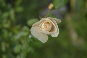 Makro Fotos von Weiß Rose Blume Knospen wann Frühling Zeit mit verschwommen Hintergrund. das Fotos ist perfekt zum Broschüre, Natur Poster, Natur Beförderung und Reisender.