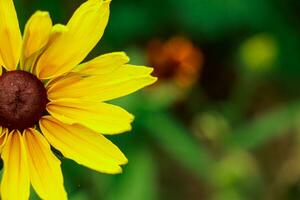 Gelb Blume Rudbeckia Goldsturm foto