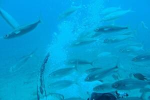 ruhig Ruhe unterseeisch Welt mit Fisch Leben im das atlantisch Ozean foto