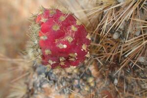 Original stachelig stachelig Birne Kaktus wachsend im natürlich Lebensraum im Nahansicht foto
