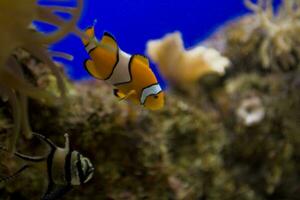 wenig bunt Clown Fisch Schwimmen unter Anemonen im das Blau Salzwasser Aquarium foto