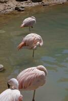 Rosa Pelikan Vogel Stehen im das trübe Wasser beim das Zoo foto