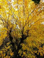 das natürlich Schönheit von Herbst Farben und fallen Blätter foto