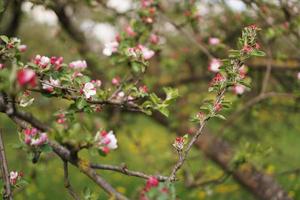 frühlingsblühender Apfelbaum. Zweig rosa Blüten Apfelbaum foto