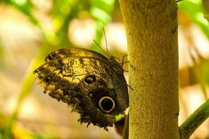 das Schönheit von das Farben und Muster von ein Schmetterling foto