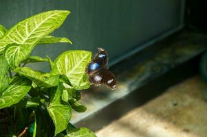 das Schönheit von das Farben und Muster von ein Schmetterling foto