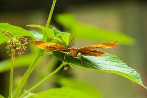 das Schönheit von das Farben und Muster von ein Schmetterling foto