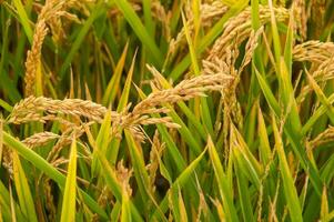 golden landwirtschaftlich Feld gesät mit Reis foto