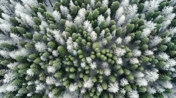 generativ ai, neblig Winter Tanne Wald schön Landschaft im Hipster Jahrgang retro Stil, immergrün Bäume mit Show foto