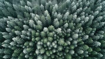 generativ ai, neblig Winter Tanne Wald schön Landschaft im Hipster Jahrgang retro Stil, immergrün Bäume mit Show foto