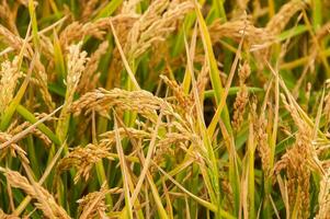 golden landwirtschaftlich Feld gesät mit Reis foto