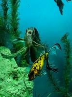 mehrere mehrfarbig hell Fisch schwimmen im das Aquarium. Aquarium mit klein Haustiere. foto