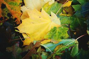 Hintergrund mit Herbst farbig Ahorn Blätter foto