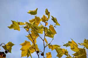 Gelb golden herbstlich Baum Blätter auf ein Hintergrund von Blau Himmel und Weiß Wolken foto