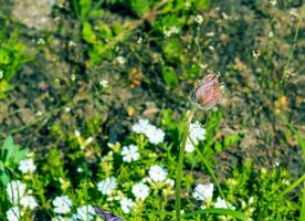 schön Pulsatilla vulgaris im das Garten im Frühling. Pulsatilla gemein, Küchenschelle, ist ein Spezies von blühen Pflanze Zugehörigkeit zu das Butterblume Familie, Ranunkeln. foto