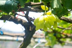 Grün Trauben mit Grün Blätter Hintergrund auf das Ranke. frisch Früchte foto