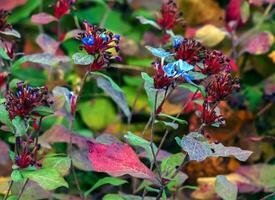 ceratostigma plumbaginoides ein Sommer- Herbst Blume Pflanze häufig bekannt wie Blau blühte Leadwor foto