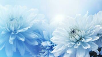 Nahansicht von zart Blau Chrysanthemen mit Weiß Zentren, symbolisieren Gelassenheit und Eleganz. generativ ai foto