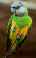 Porträt von Senegal Papagei auf Ast foto