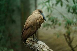 Porträt von Hammerkop auf Ast foto