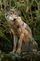 Porträt von grau Wolf im Zoo foto