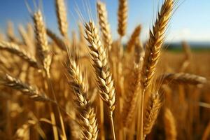 Weizen Ohren, oben schließen und persönlich, innerhalb ein Feld von Weizen ai generiert foto