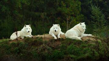 Porträt von Arktis Wolf im Herbst foto