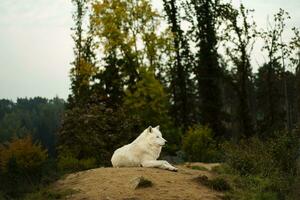 Porträt von Arktis Wolf im Herbst foto