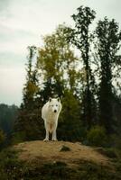 Porträt von Arktis Wolf im Herbst foto