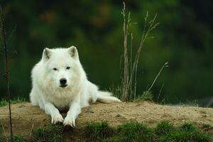 Porträt von Arktis Wolf im Herbst foto