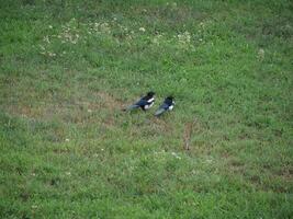 eurasisch Elster Vogel Tier foto