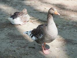 toulouse Gans Wissenschaftler. Name anser anser Vogel Tier foto