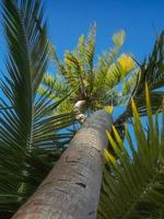 Kokospalme im Hintergrund des blauen Himmels. foto