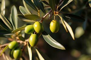 selektiv Fokus Schuss von ein Olive Baum Ast voll von das Früchte, ai generativ foto