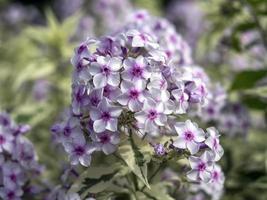 Nahaufnahme von Blüten von Phlox Paniculata Norah Leigh foto