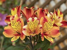 leuchtend orange und gelbe alstroemeria peruanische Lilien foto