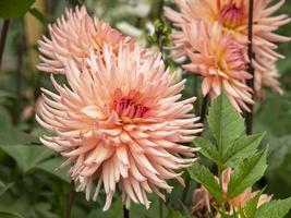 schöne Halbkaktus-Dahlienblüten, Sortenüberraschung foto