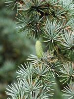 Kegel und Blätter auf einem blauen Atlaszederbaum foto