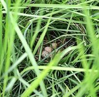 ein Nest von Eier im das Gras foto