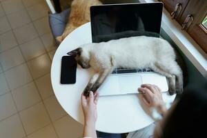 Frau Arbeiten von Zuhause mit Katze. Katze schlafend auf das Laptop Klaviatur. Assistent Katze Arbeiten beim Laptop foto