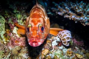 fische schwimmen im roten meer, bunte fische, eilat israel foto