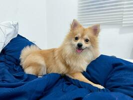 bezaubernd glücklich pommerschen Hund oder Hündchen sitzen oder legen auf das Blau Bettdecke oder Decke oder Matte oder Matratze foto