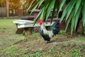 Bantam- ist ein einheimisch Huhn, klein und kurz, mit ein groß Kamm und Mehr schön Gefieder als andere Hähnchen Rassen. populär gehalten zu verbessern verheißungsvoll Glück und Wettbewerb. foto